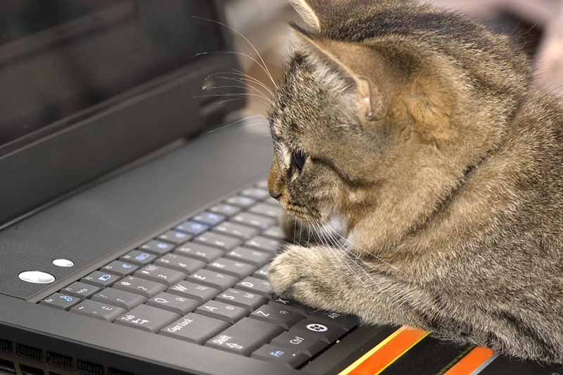 Computer Kitten.jpg