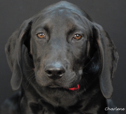 Barnaby