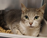 Dandelion, for Barn Cat Program