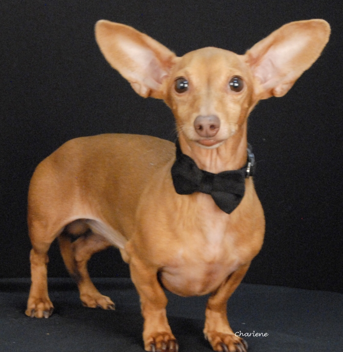 Dobby
