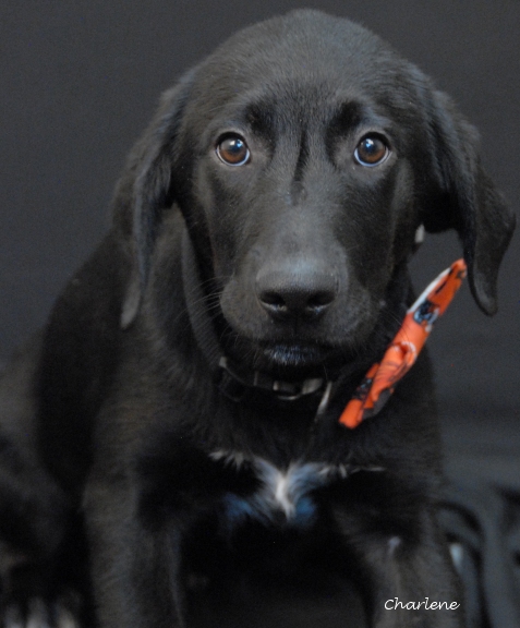 Duke
