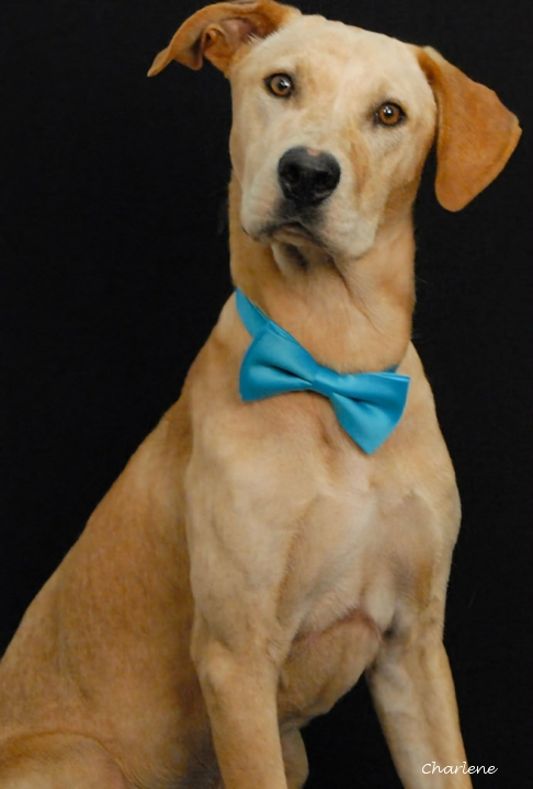 Hank