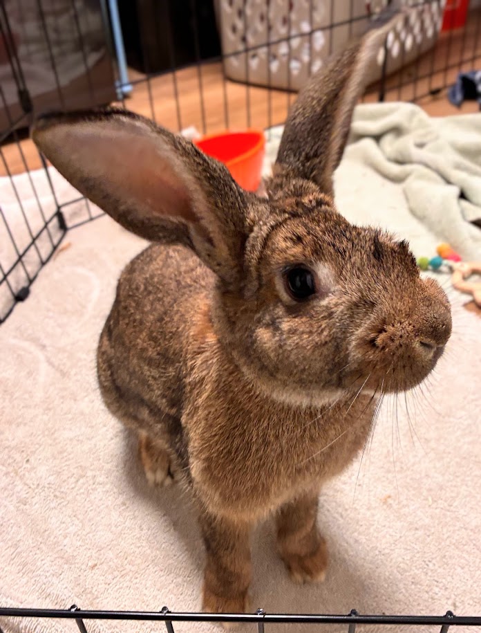 Hop- Eye