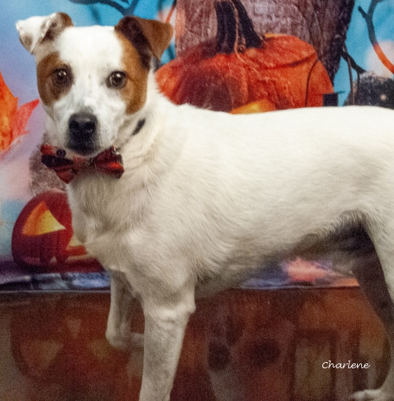 Indiana Bones or Indi