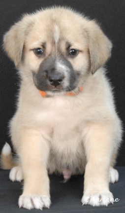 Luca