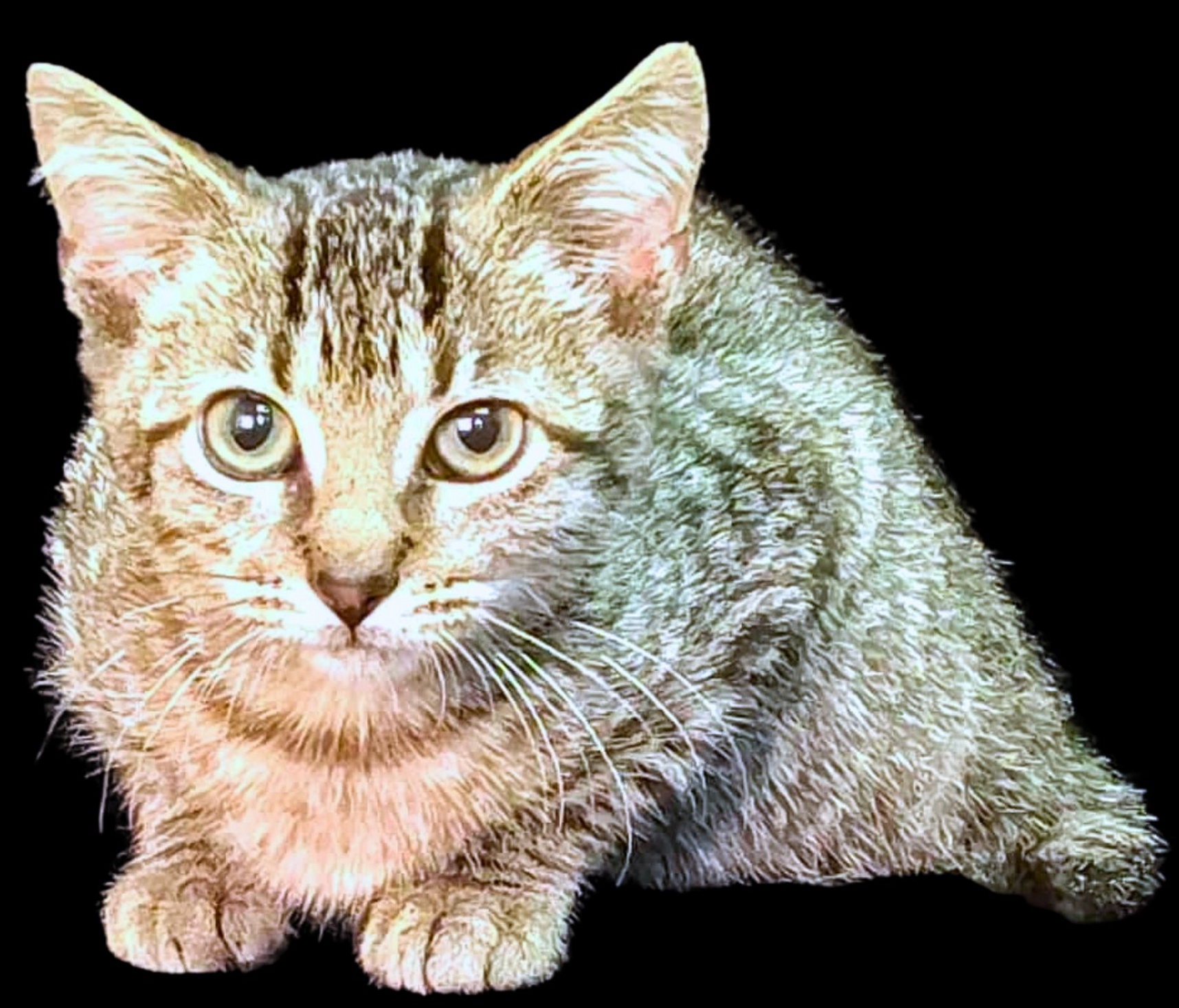 Mittens