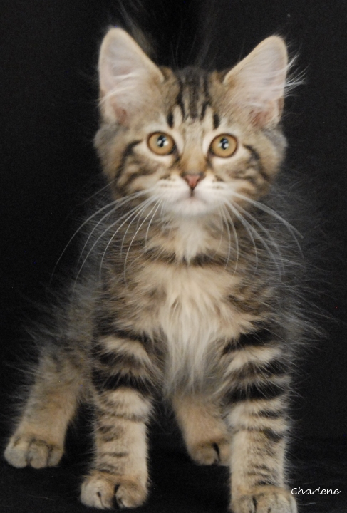Pippin