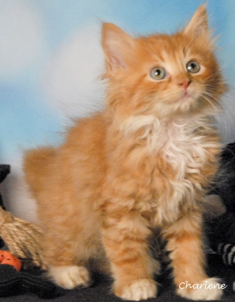 Sampson