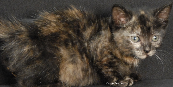 Widget