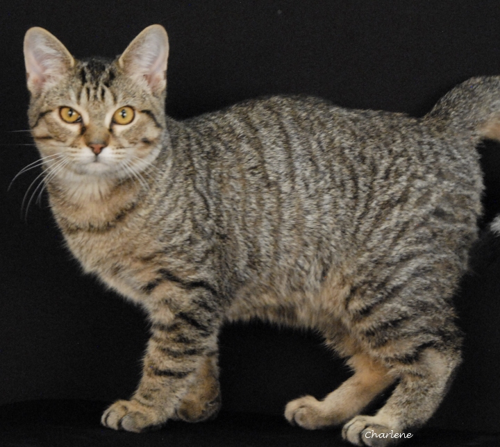 Yahtzee