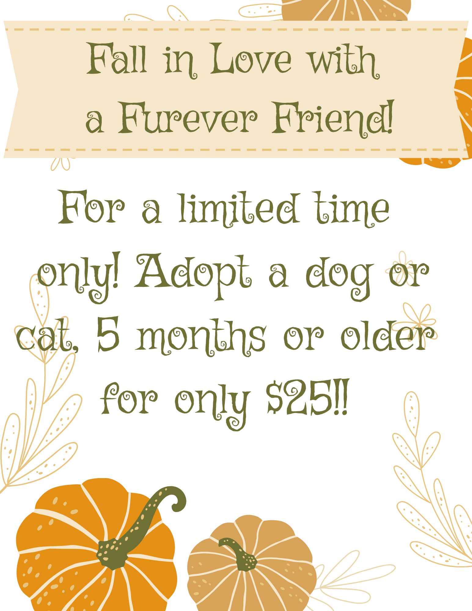 Fall Feline Promotion 2025(1)