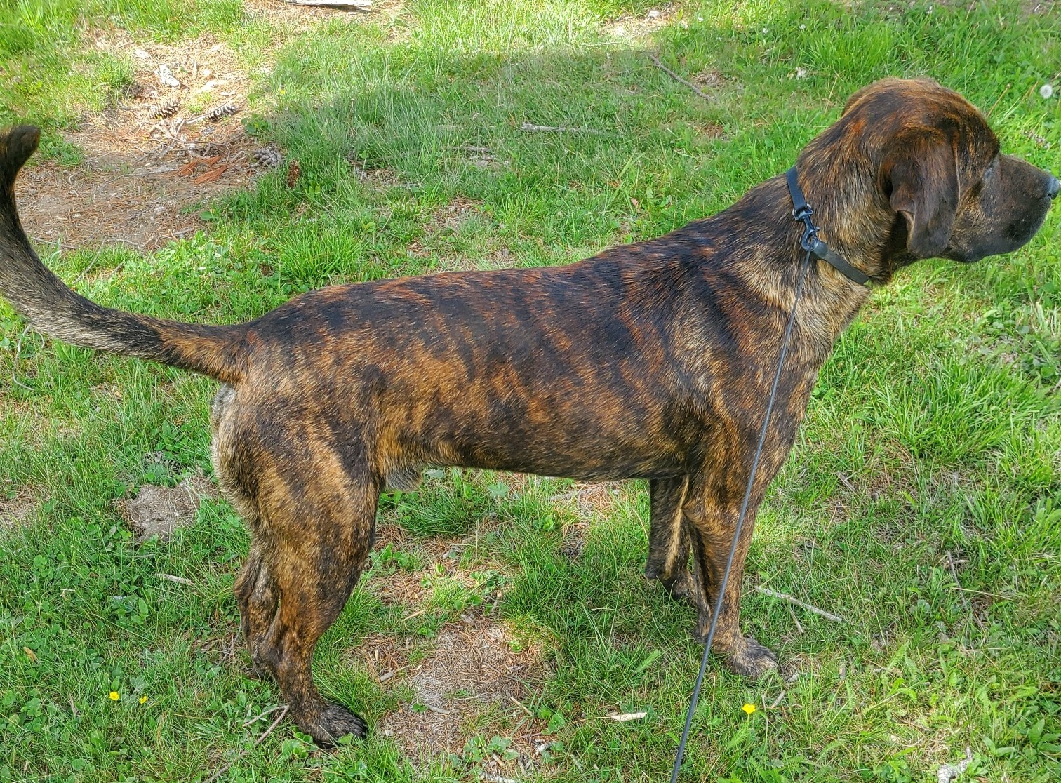 Duke