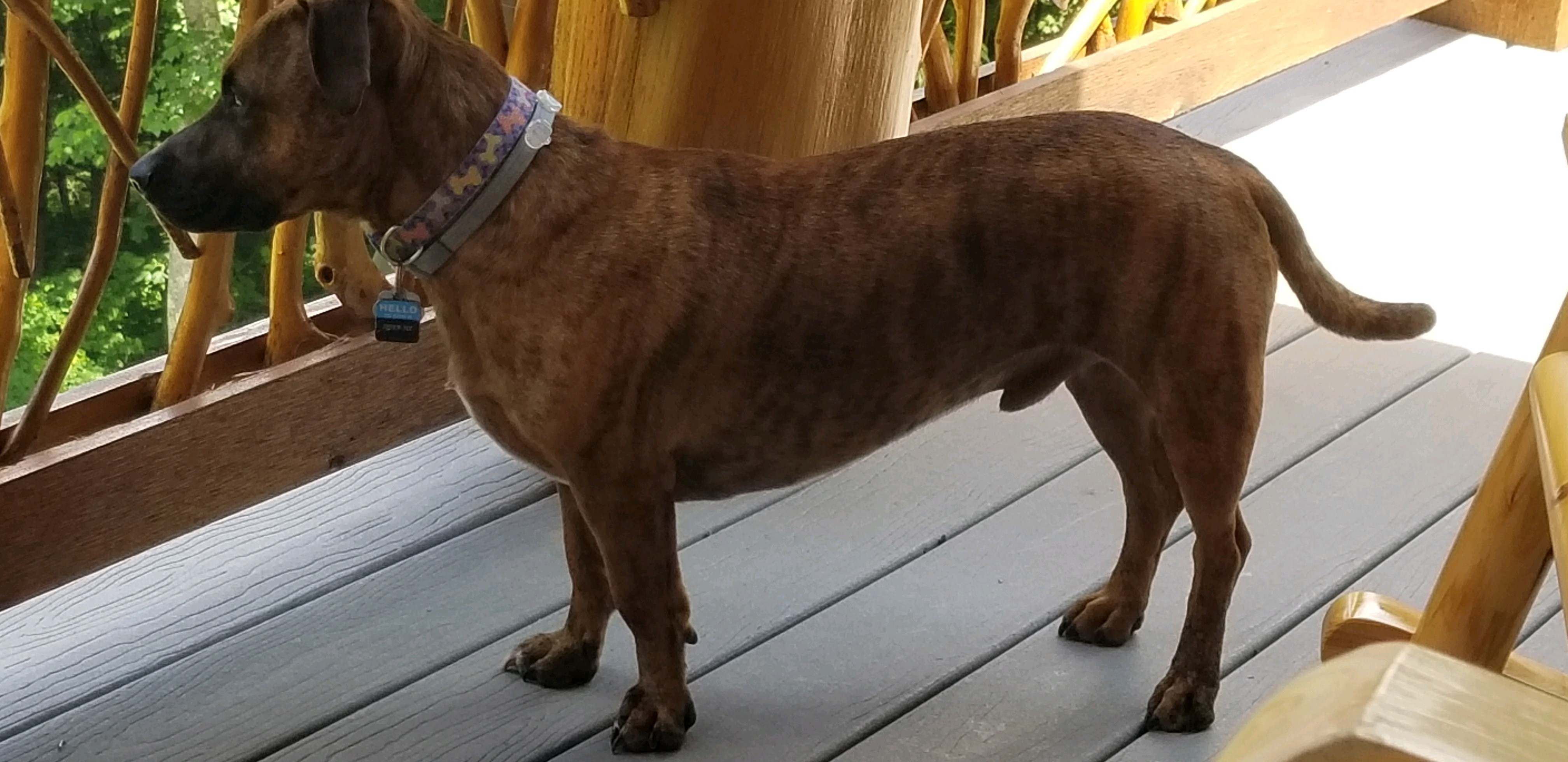 Avery Humane Society