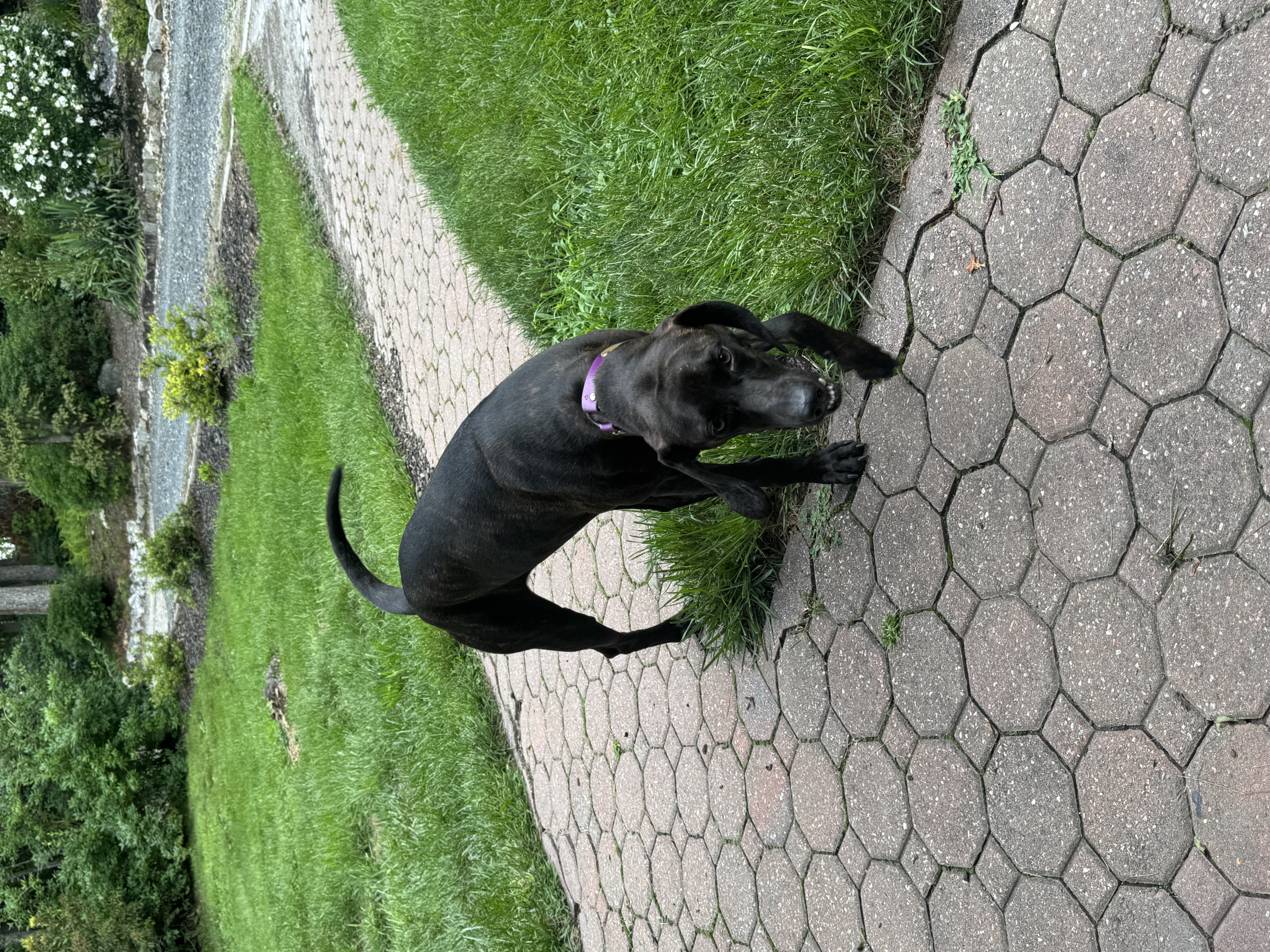 Gracie