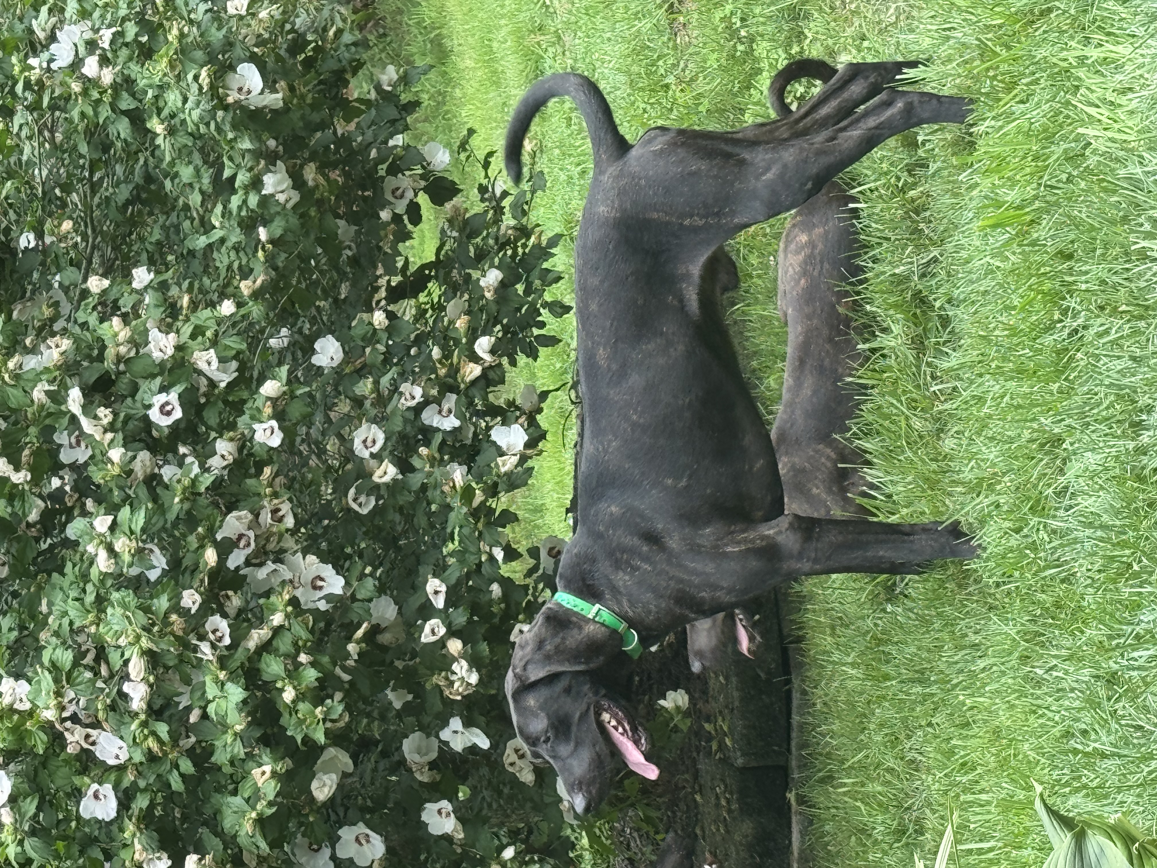 Blackie