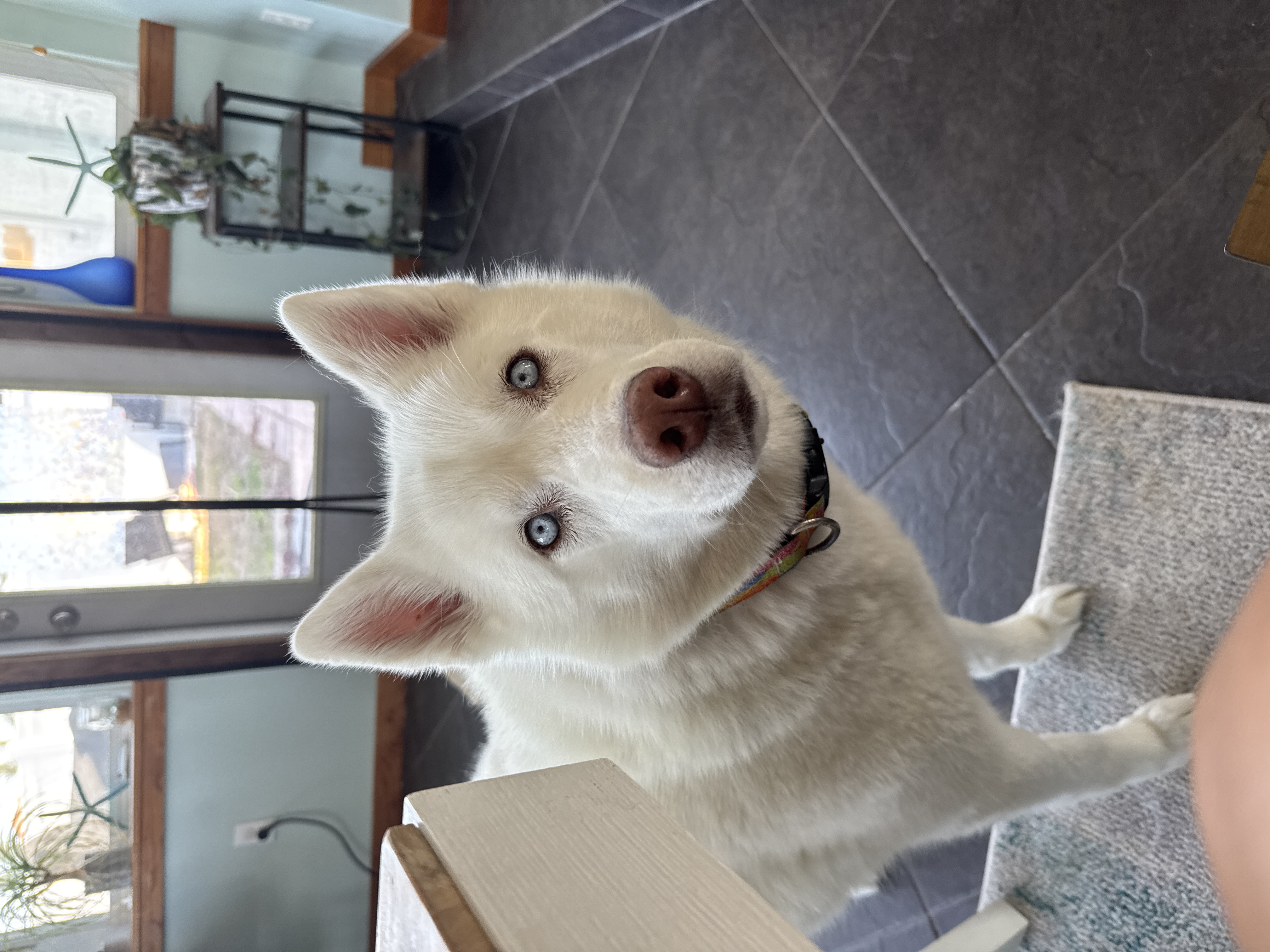 Mako